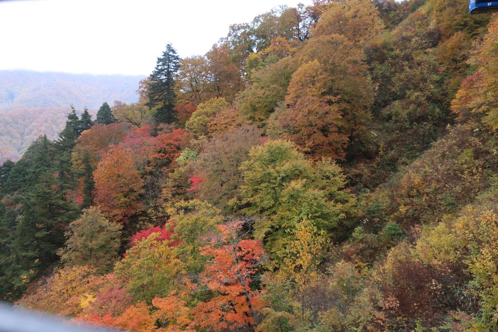 錦繍の山々観られました