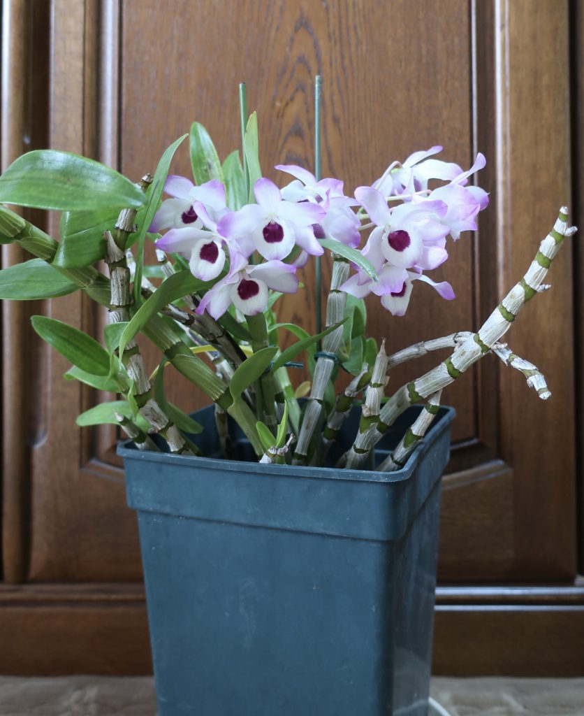 今年の花も、咲き揃いました