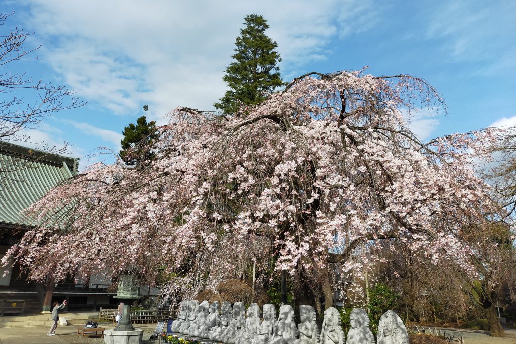 枝垂れ桜観てきました