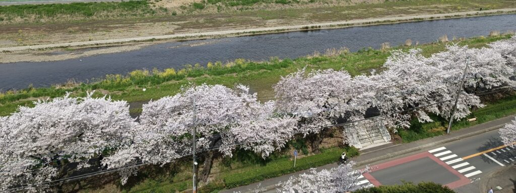 今年の桜、なかなか咲かず、あっという間に散ってしまいました。